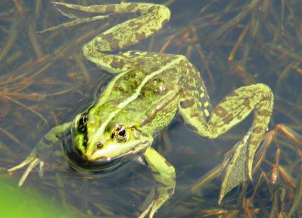 Wasserfrosch. - Foto: Andrea Geithner Grünfrosch - Foto Andrea Geithner