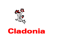 Umwelbüro-Cladonia Logo
